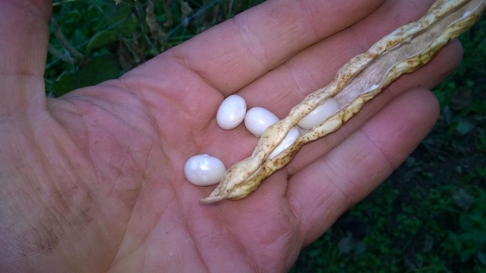 Alatri. Fagiolo Quarantino