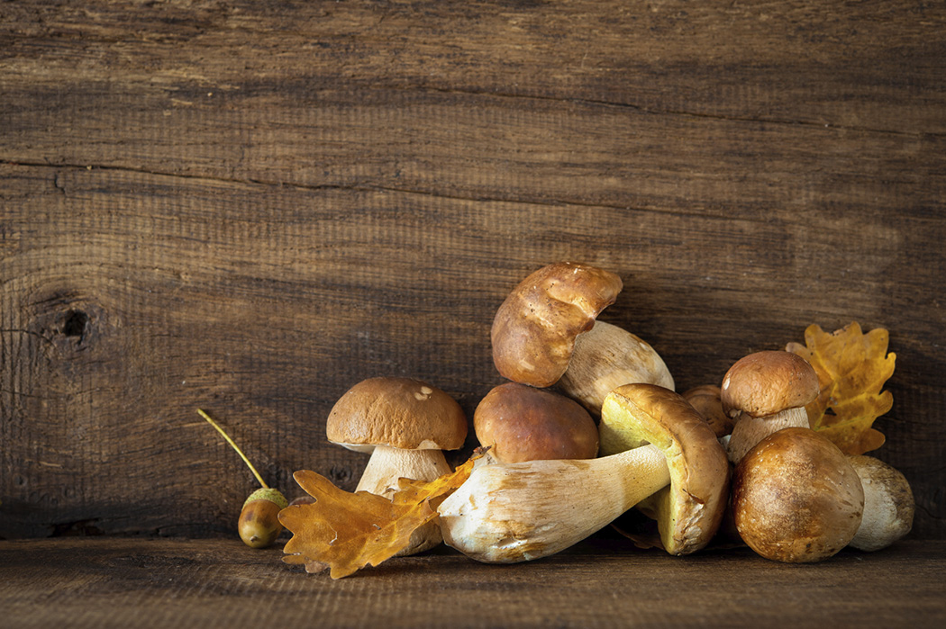 Ascrea. Funghi Porcini