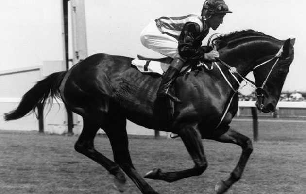 Non mollare mai! Tulloch, un grande cavallo da corsa