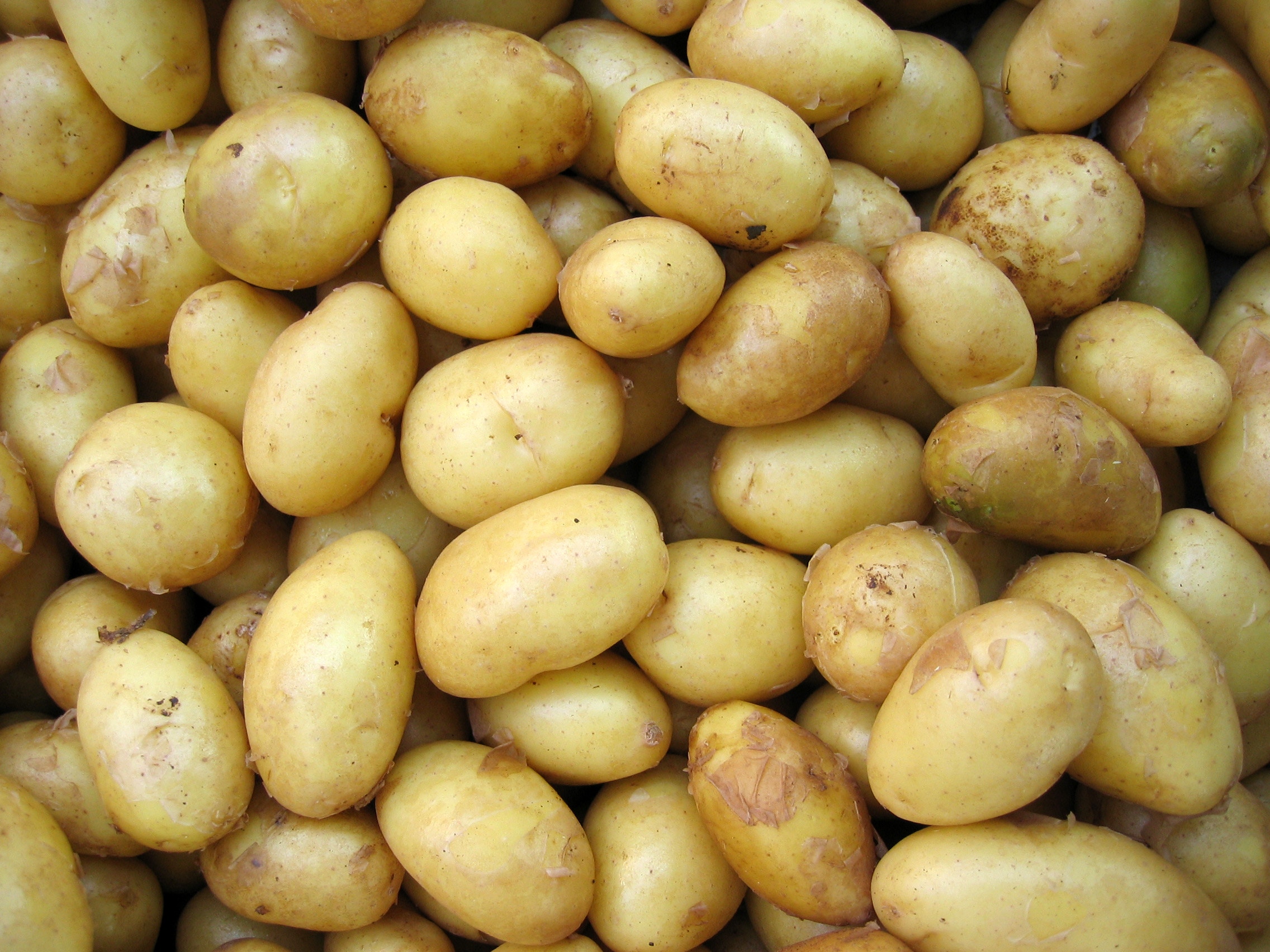 Leonessa. Patata di Leonessa o “Petata Leonessana”
