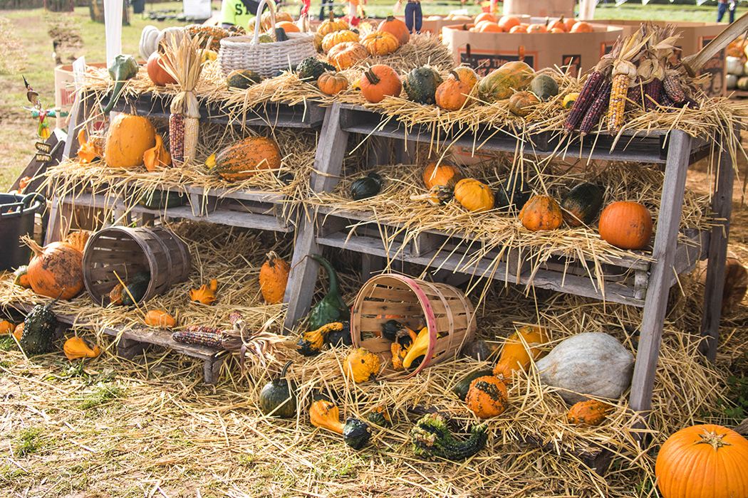 Canale Monterano. Sapori d’autunno, caldarroste e vin brulè