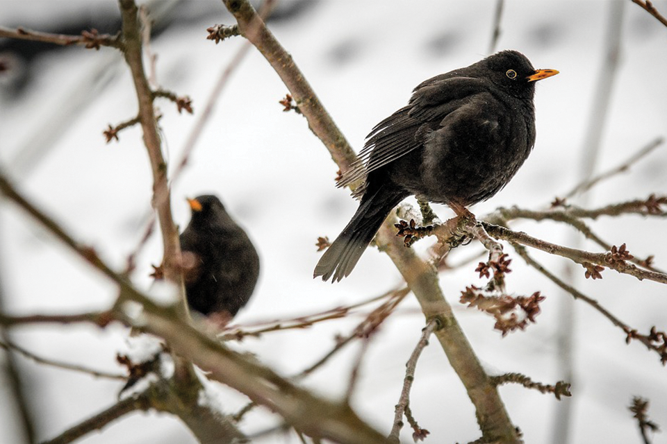 29 30 e 31 Gennaio i Giorni della Merla