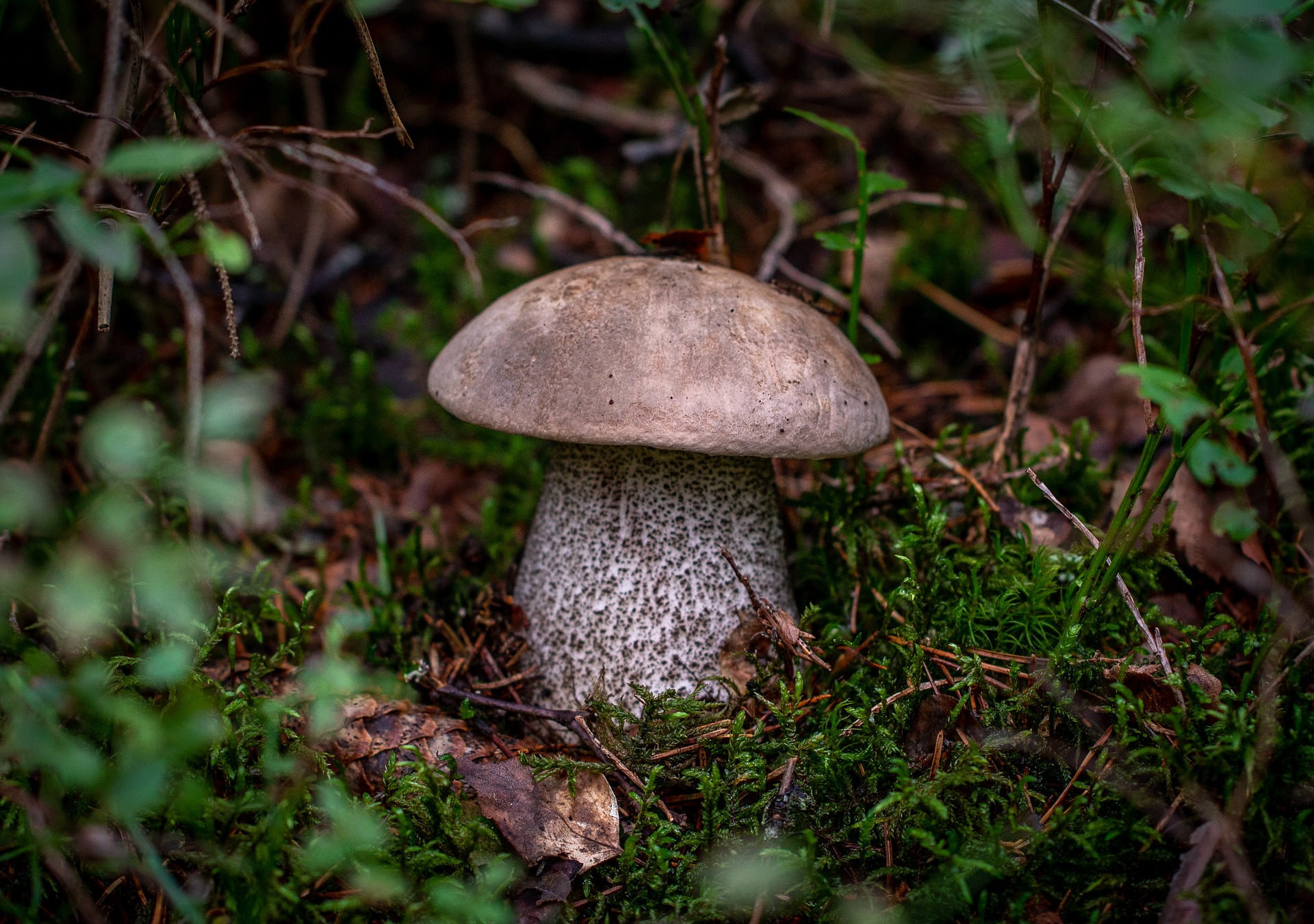 Lariano. Sagra del Fungo Porcino