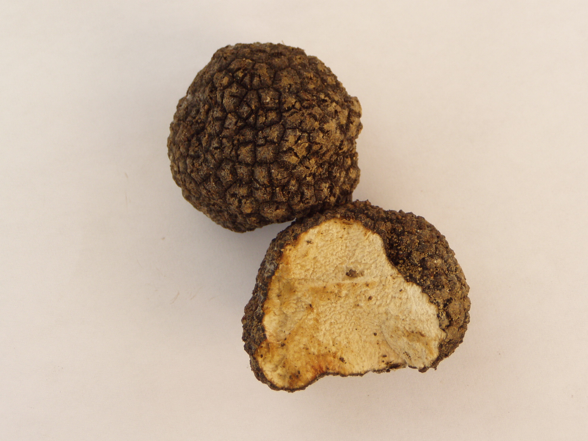 Campoli Appennino. Festa del Tartufo