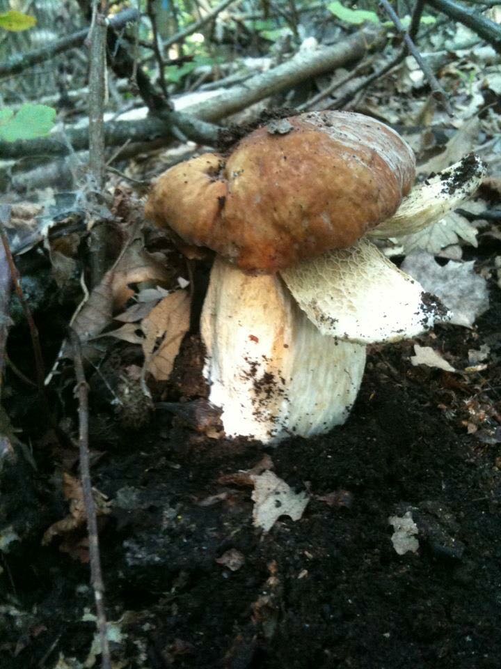 Rocca Priora. Sagra del Fungo Porcino