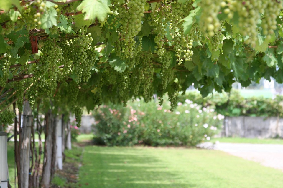 Colonna. Sagra dell’Uva Italia